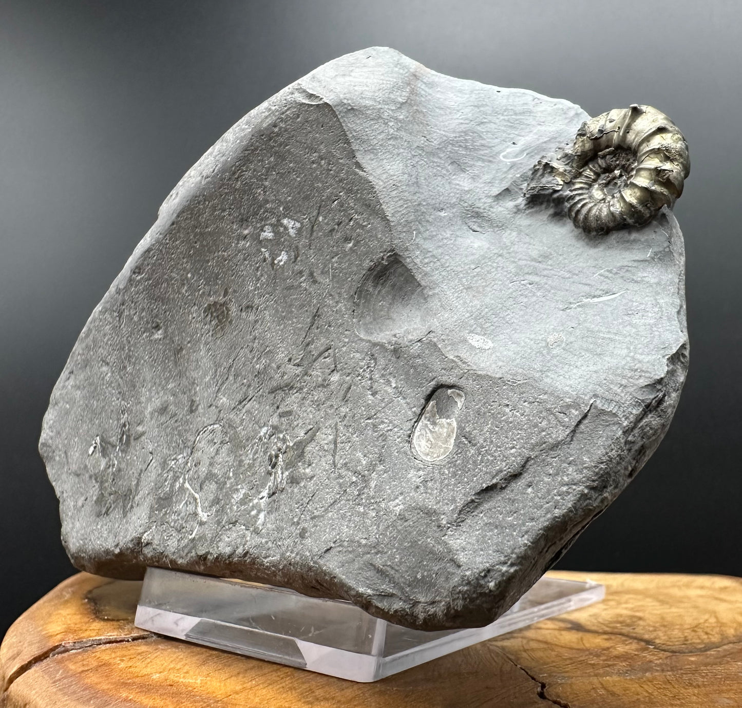 Golden Xipheroceras Ammonite shell fossil with box and stand - Whitby, North Yorkshire Jurassic Coast Yorkshire Fossils