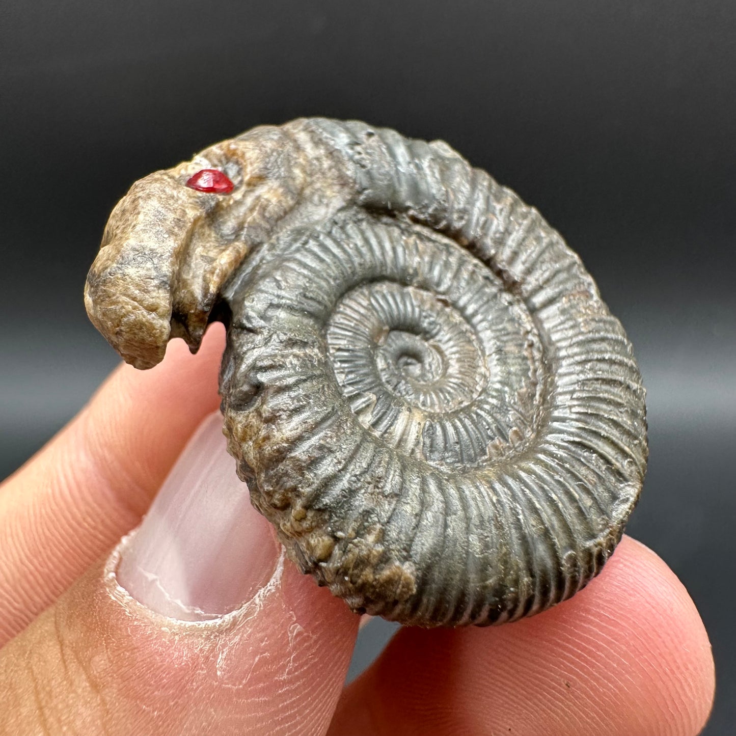 Snakestone Ammonite Fossil With Bag/Box And Stand - Whitby, North Yorkshire Jurassic Coast Yorkshire Fossils