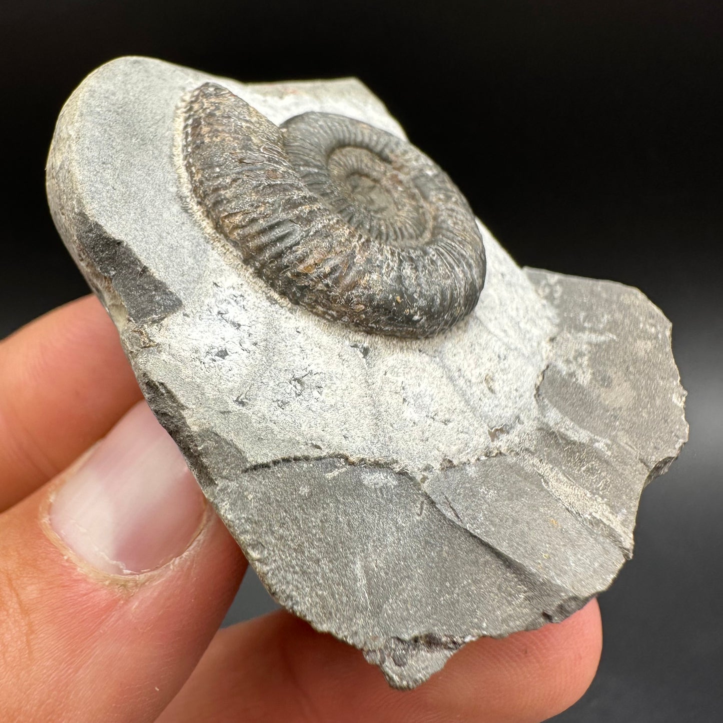 Dactylioceras Ammonite Fossil With Box And Stand - Whitby, North Yorkshire Jurassic Coast Yorkshire Fossils