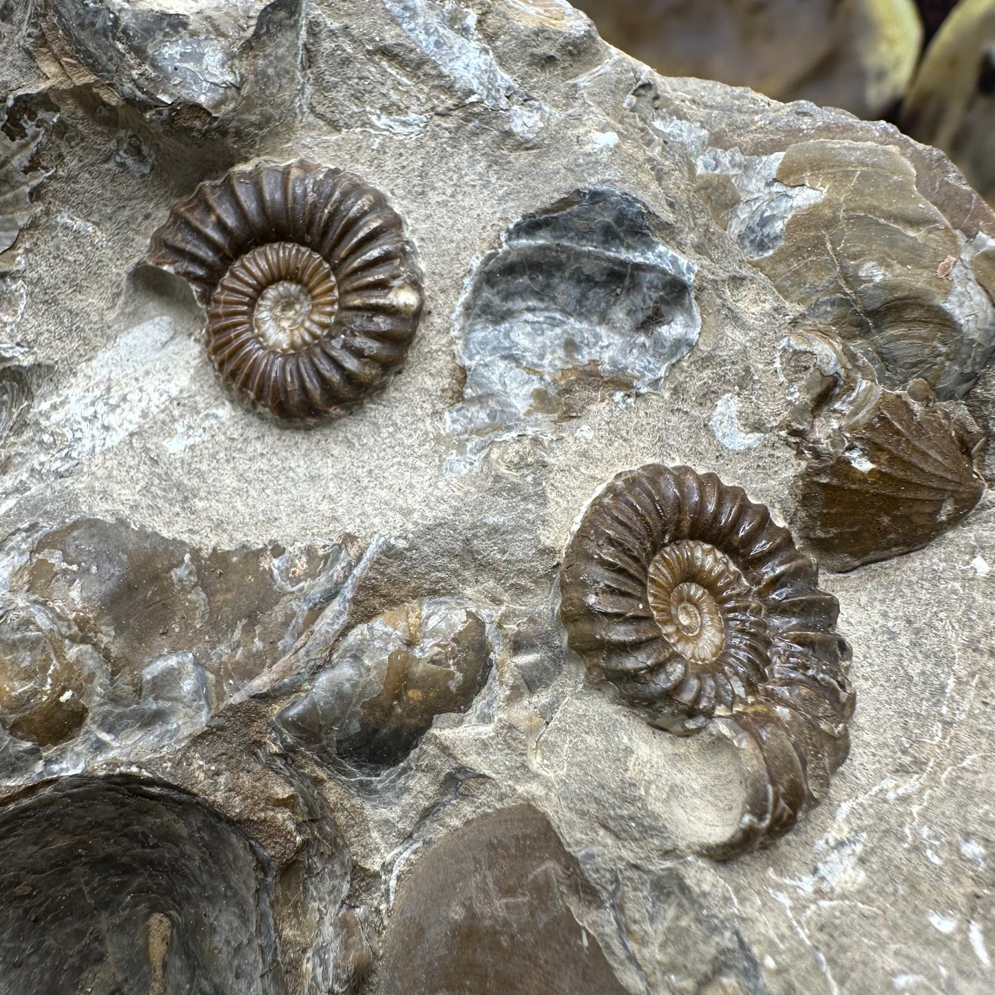 Androgynoceras Capricornus ammonite fossil - Whitby, North Yorkshire Jurassic Coast Yorkshire Fossils