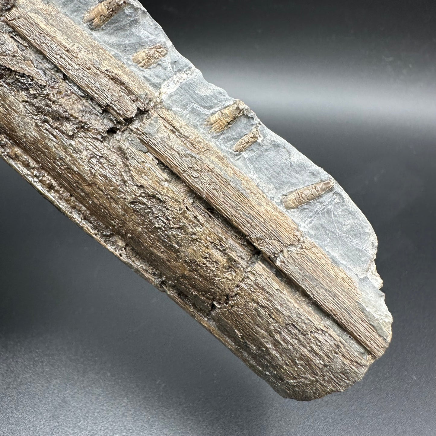 Ichthyosaur Partial Jaw fossil - Whitby, North Yorkshire Jurassic Coast, Yorkshire fossils