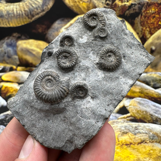 Gracile Multi-block ammonite fossil - Whitby, North Yorkshire Jurassic Coast