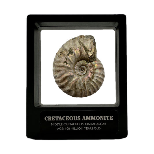 White Iridescent Madagascan Ammonite Fossil With Box And Display Case - Cretaceous Ammonite Fossil Madagascar