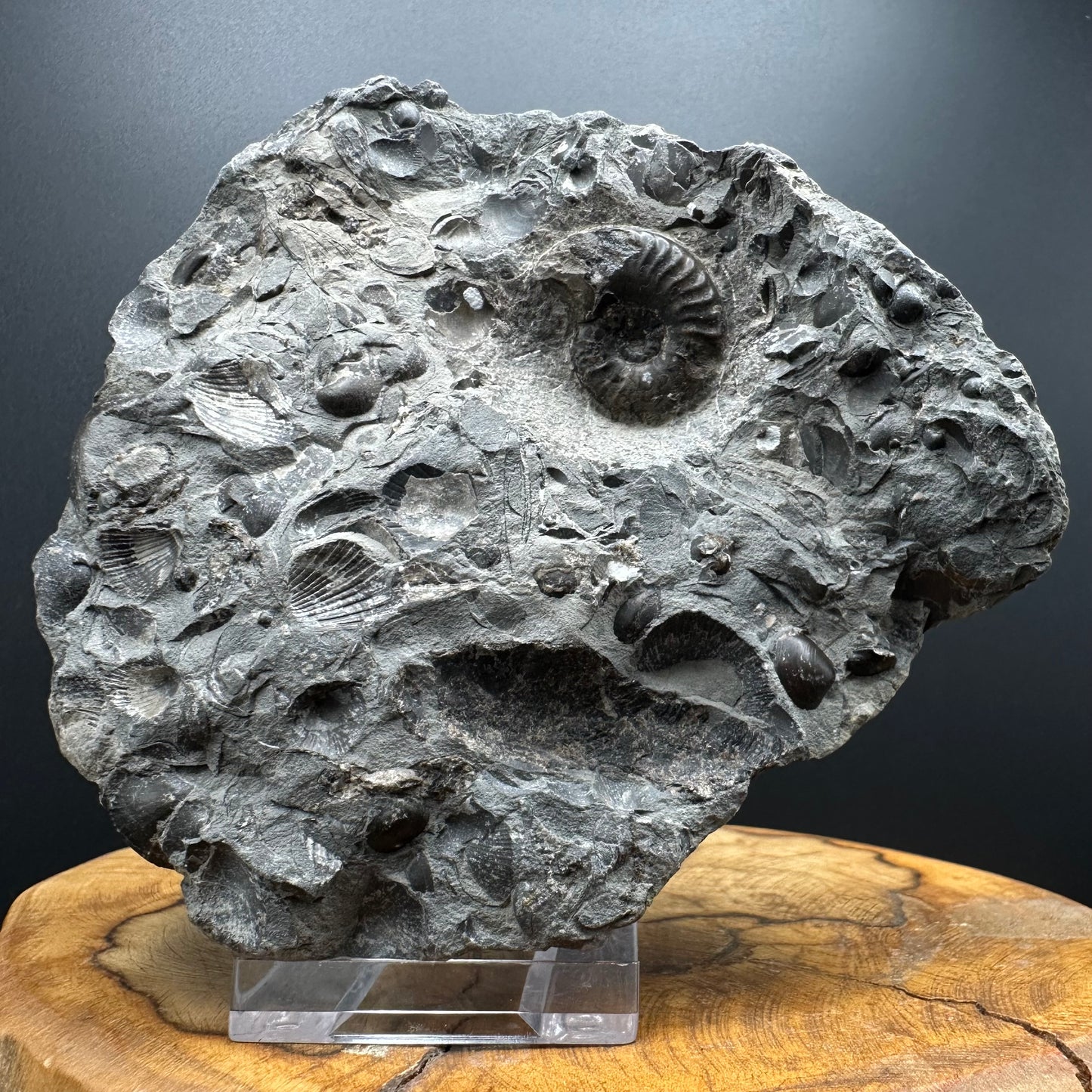 Grammoceras thoaurense Ammonite shell fossil with box and stand - Whitby, North Yorkshire, Yorkshire Fossils from the Jurassic Coast