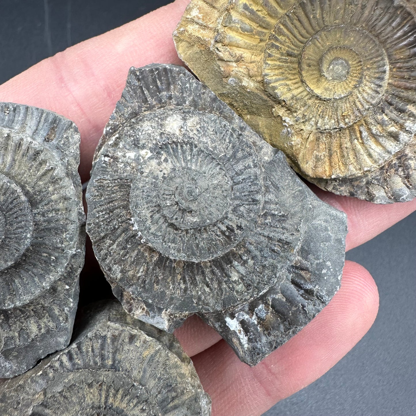 Dactylioceras imprint (negative) bundle ammonite shell fossil with box - Whitby, North Yorkshire, Yorkshire Fossils