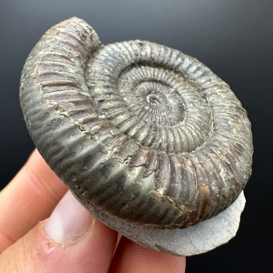 Dactylioceras Ammonite Fossil With box and Stand - Whitby, North Yorkshire Jurassic Coast Yorkshire Fossils