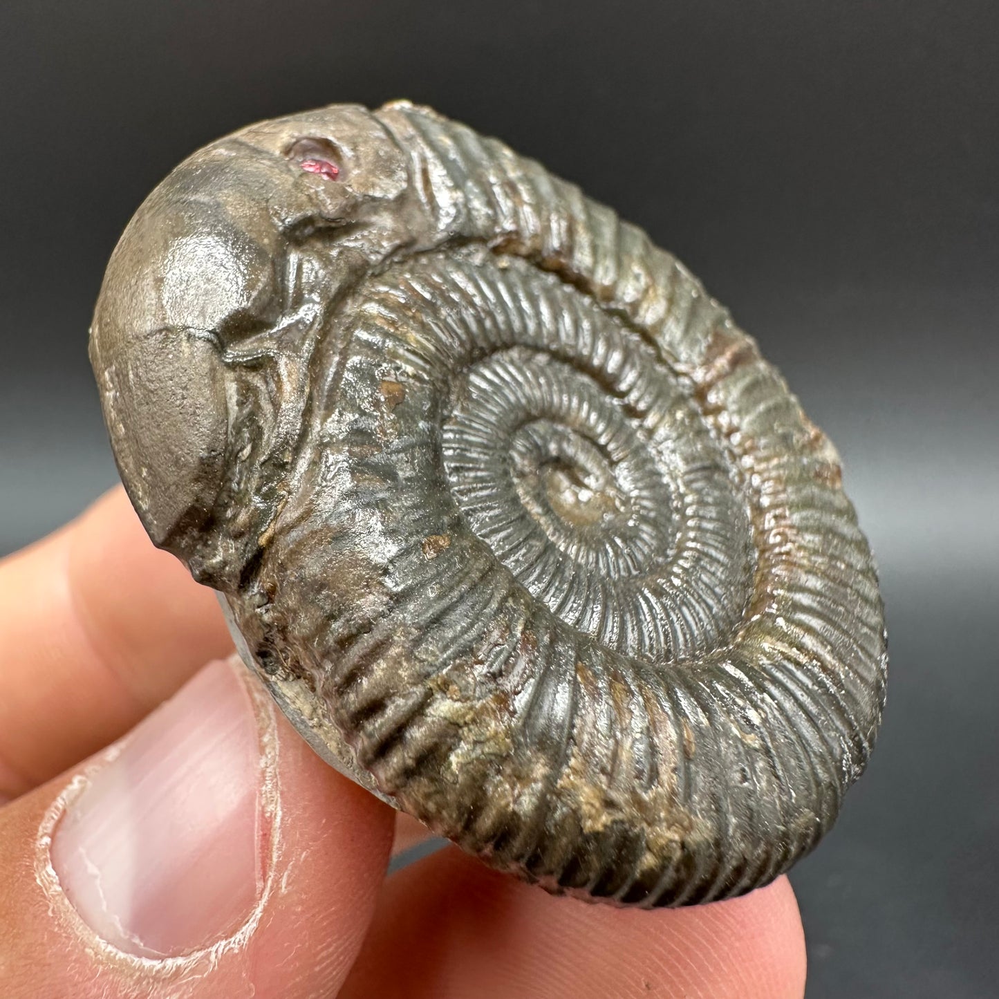 Snakestone Ammonite Fossil With Bag/Box And Stand - Whitby, North Yorkshire Jurassic Coast Yorkshire Fossils