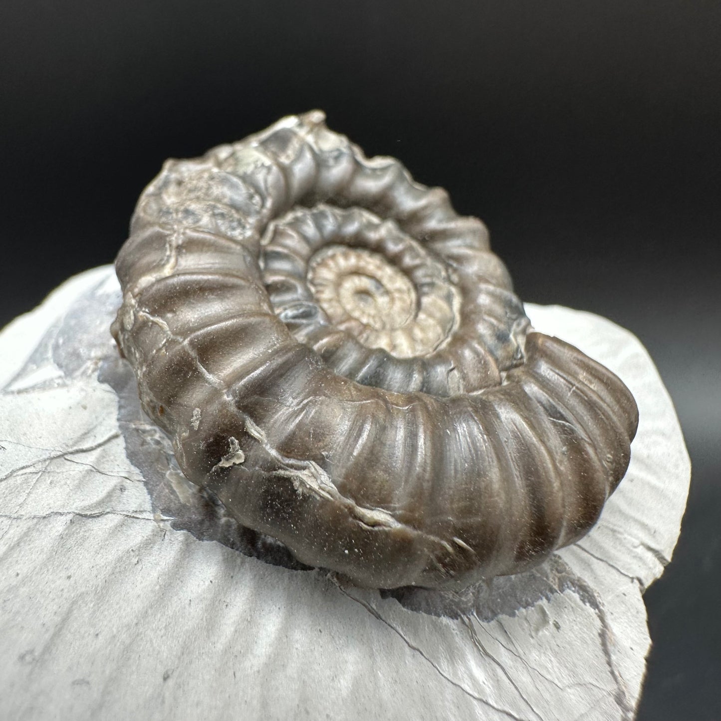 Gagaticeras Ammonite fossil with box and stand - Whitby, North Yorkshire Jurassic Coast Yorkshire Fossils