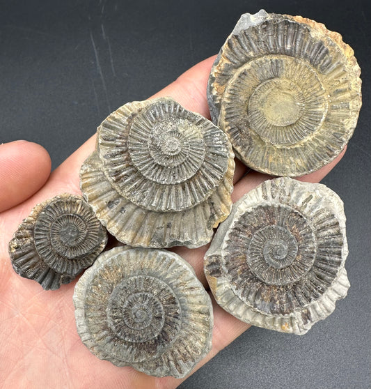 Dactylioceras imprint (negative) bundle ammonite shell fossil with box - Whitby, North Yorkshire, Yorkshire Fossils