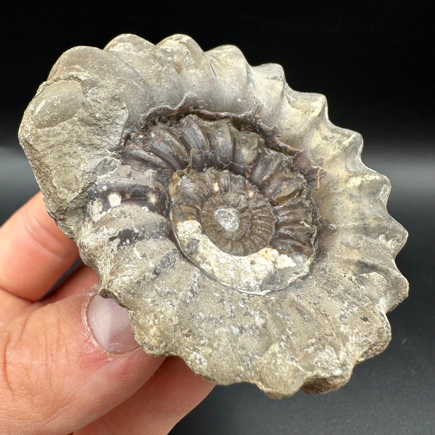 Androgynoceras maculatum ammonite fossil with box and stand - Whitby, North Yorkshire Jurassic Coast Yorkshire Fossils