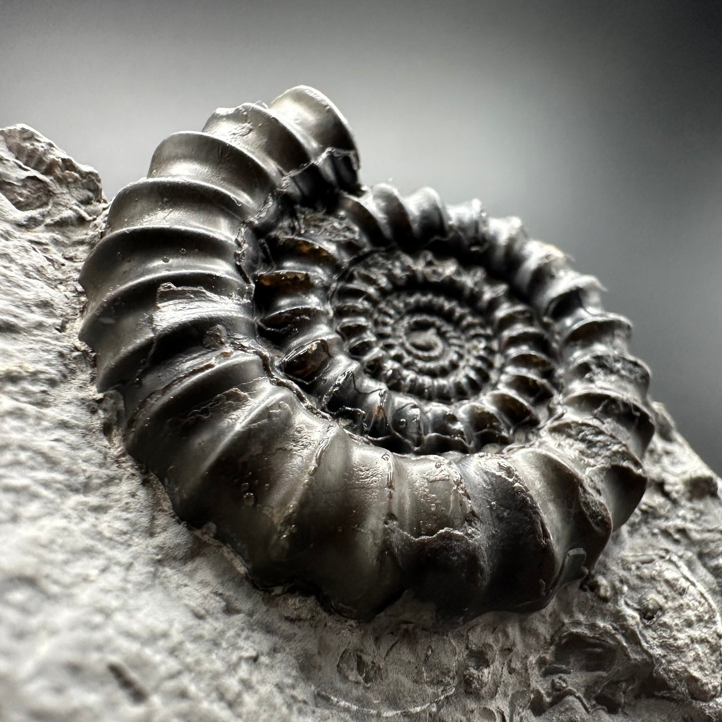 Gagaticeras Ammonite fossil with box and stand - Whitby, North Yorkshire Jurassic Coast Yorkshire Fossils