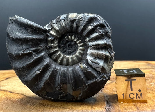 Asteroceras Ammonite fossil with box and stand - Whitby, North Yorkshire Jurassic Coast Yorkshire Fossils