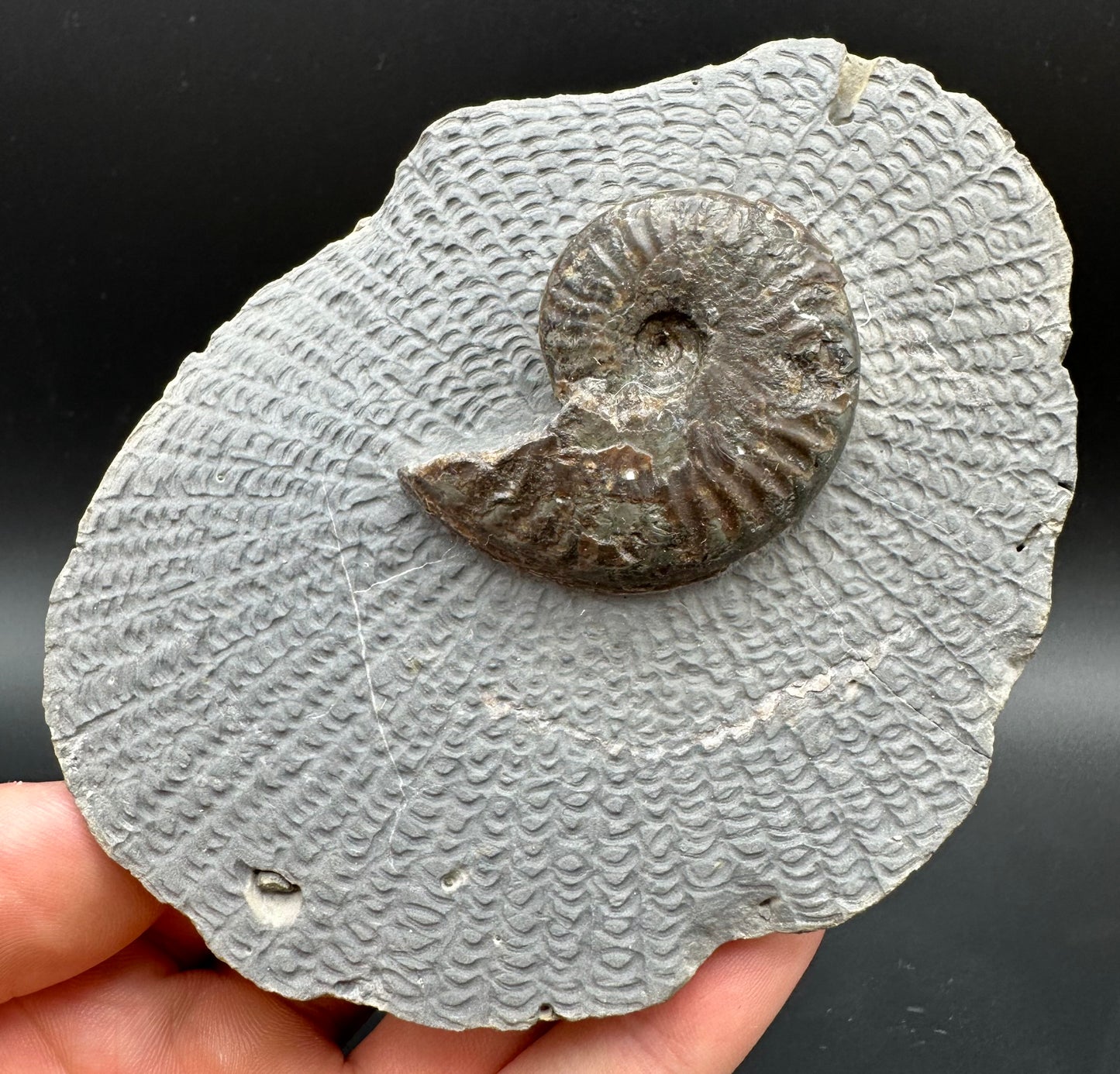 Pseudolioceras lythense Ammonite fossil with box and stand - Whitby, North Yorkshire, Yorkshire Fossils on the Jurassic Coast