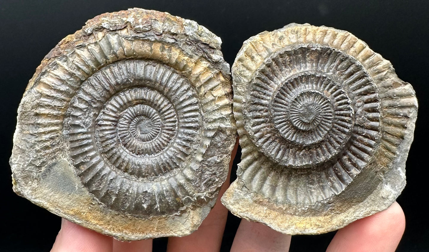 Dactylioceras Ammonite nodule (split pair) Fossil With Box And Stand - Whitby, North Yorkshire Jurassic Coast Yorkshire Fossils