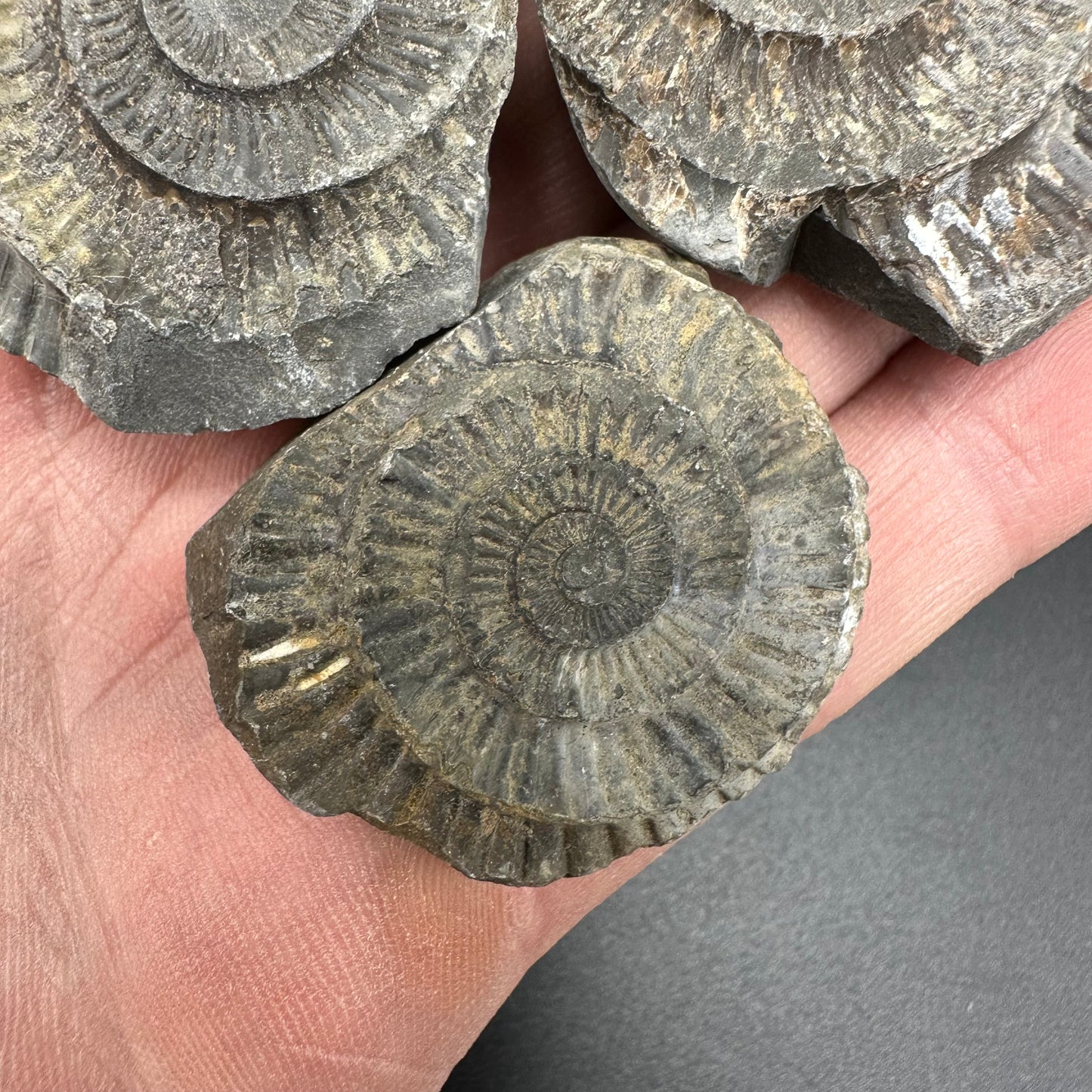 Dactylioceras imprint (negative) bundle ammonite shell fossil with box - Whitby, North Yorkshire, Yorkshire Fossils