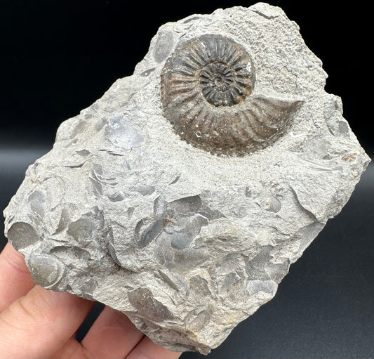 Amaltheus subnodosus Ammonite fossil with box and stand - Whitby, North Yorkshire Jurassic Coast Yorkshire Fossils