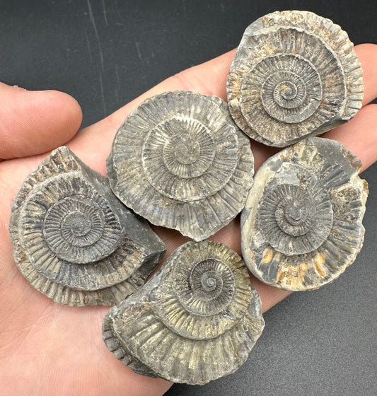 Dactylioceras imprint (negative) bundle ammonite shell fossil with box - Whitby, North Yorkshire, Yorkshire Fossils