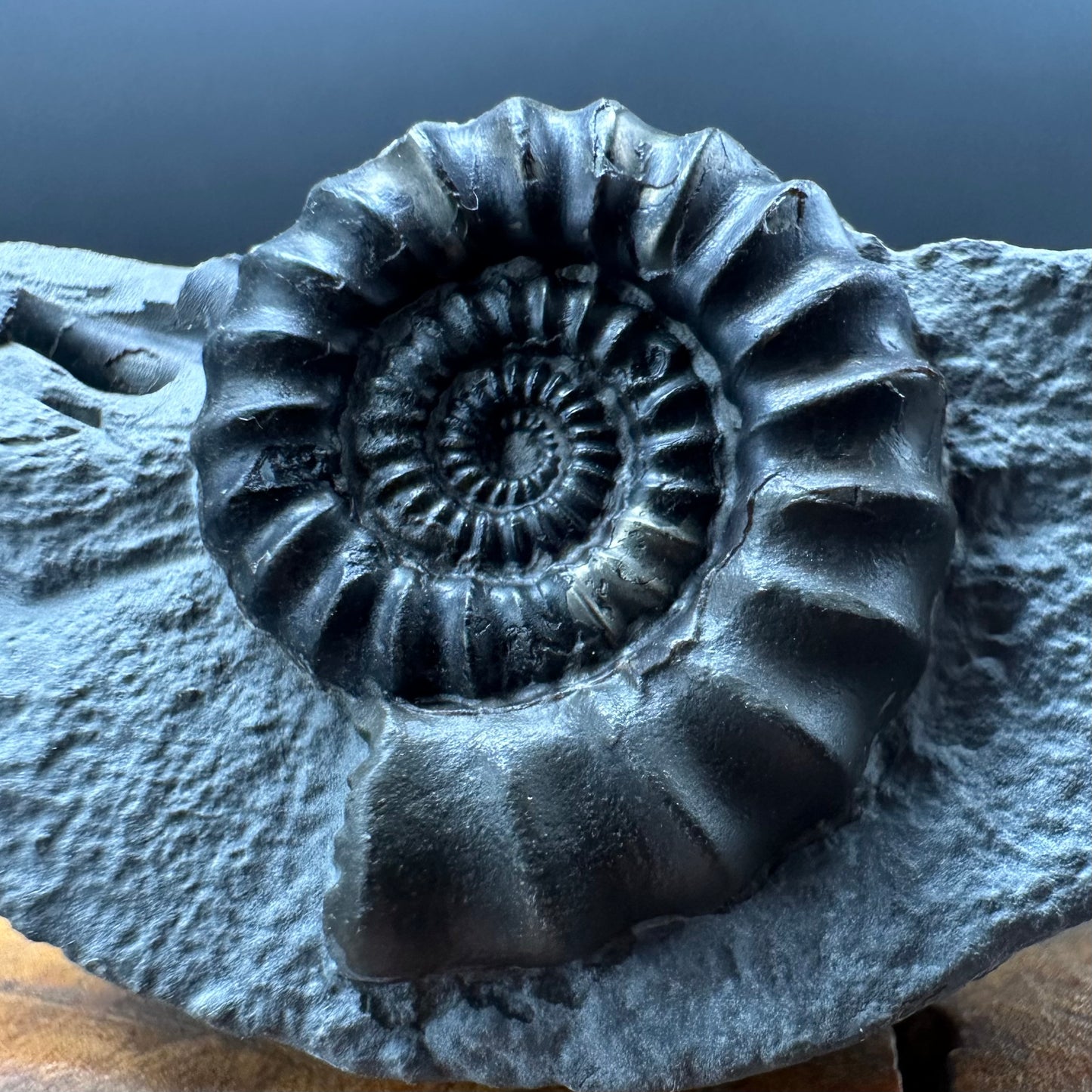 Gagaticeras Ammonite fossil with box and stand - Whitby, North Yorkshire Jurassic Coast Yorkshire Fossils
