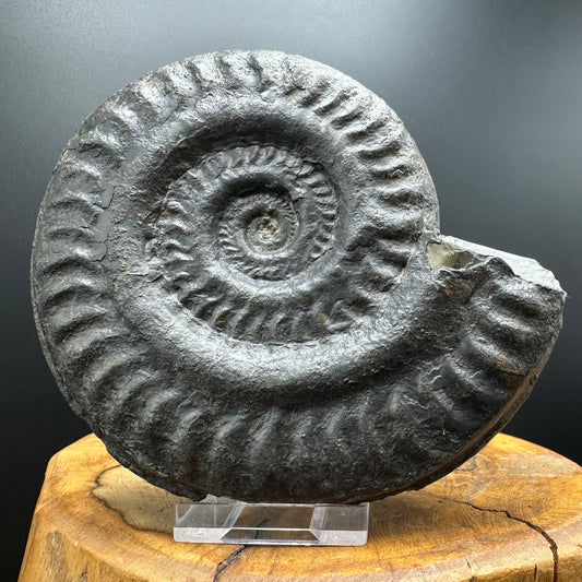 Hildoceras lusitanicum Ammonite fossil with stand - Whitby, North Yorkshire, Jurassic Coast, Yorkshire Fossils from the Jurassic Coast