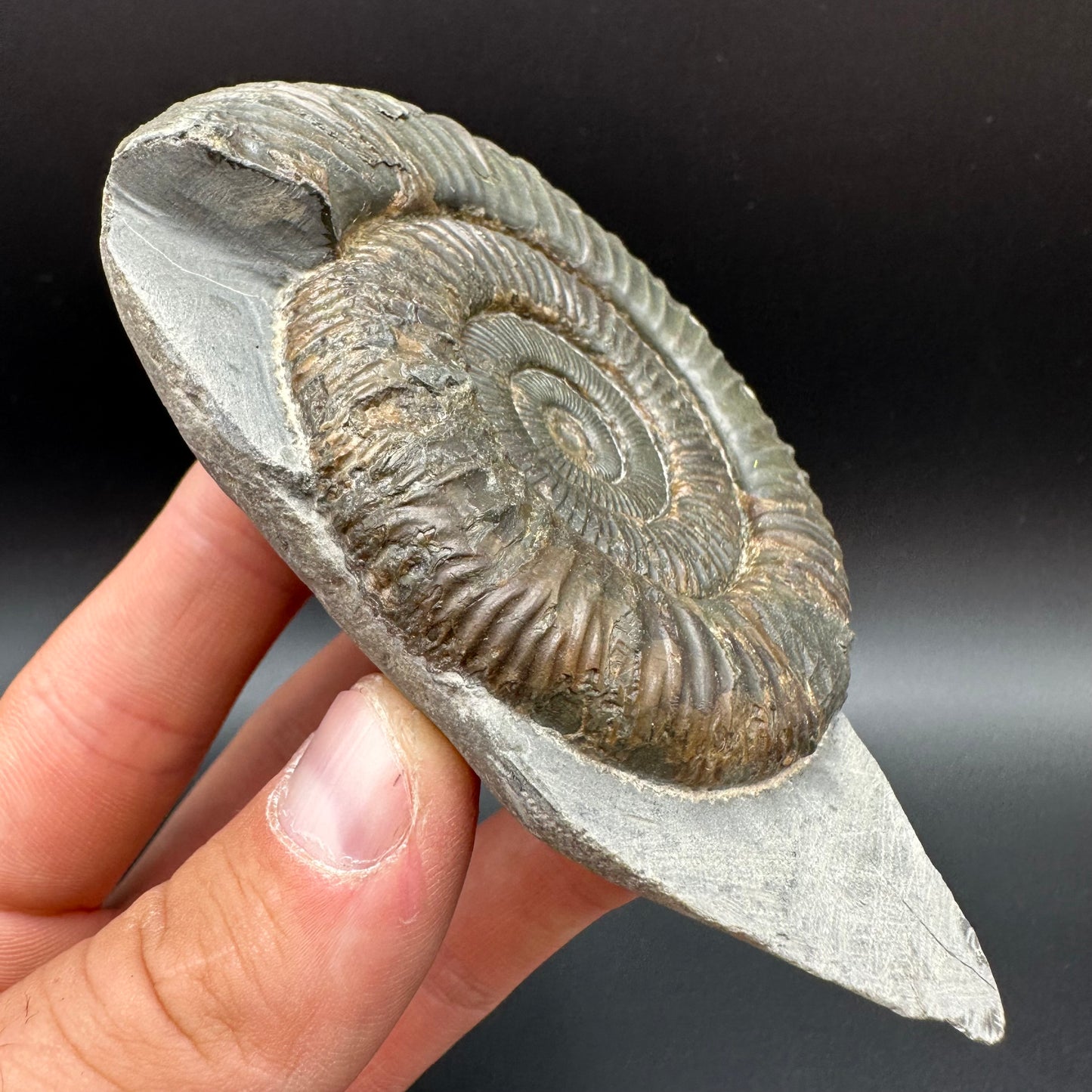 Dactylioceras Ammonite Fossil With Box And Stand - Whitby, North Yorkshire Jurassic Coast Yorkshire Fossils