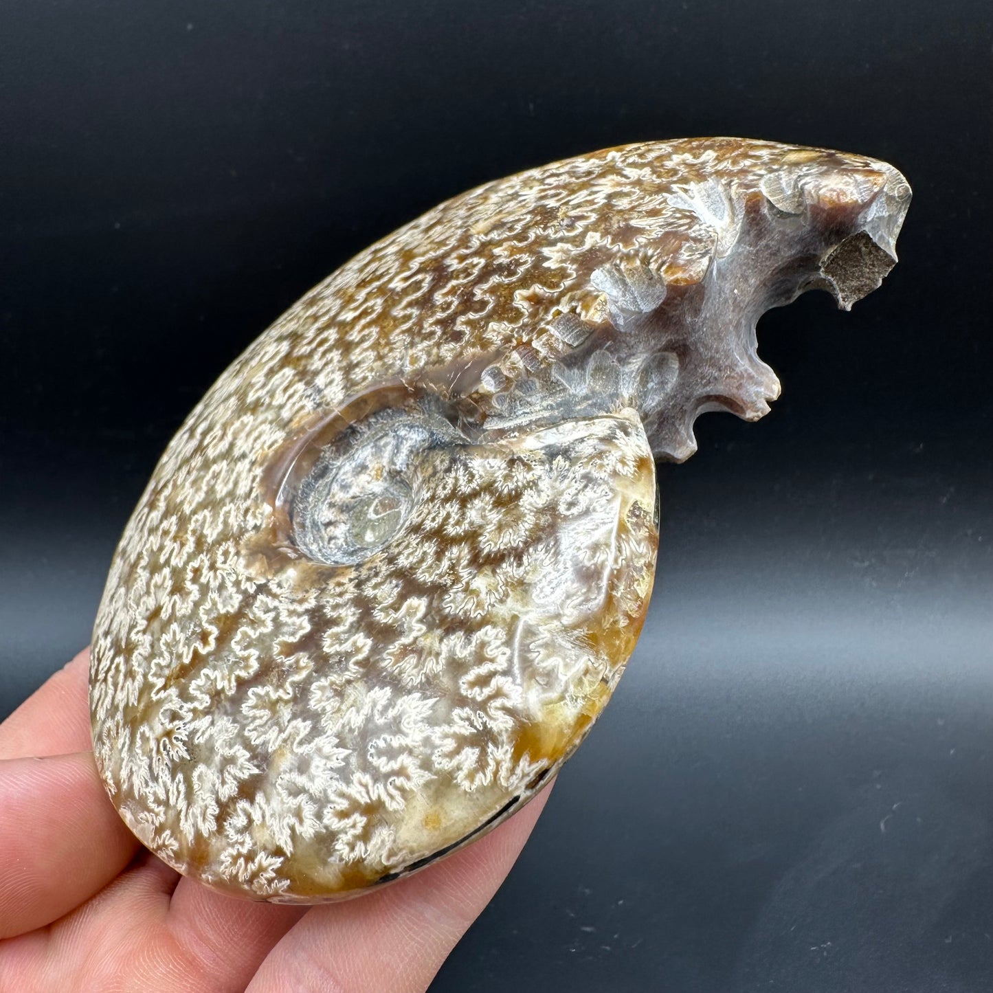 Cleoniceras Ammonite Fossil With Box And Stand - Cretaceous Ammonite Madagascar