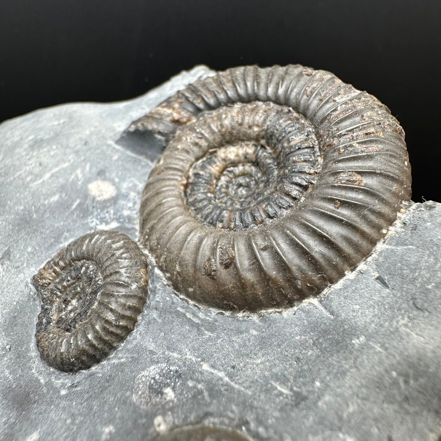 Gracile Multi-block Ammonite Fossil With Box And Stand - Whitby, North Yorkshire Jurassic Coast Yorkshire Fossils