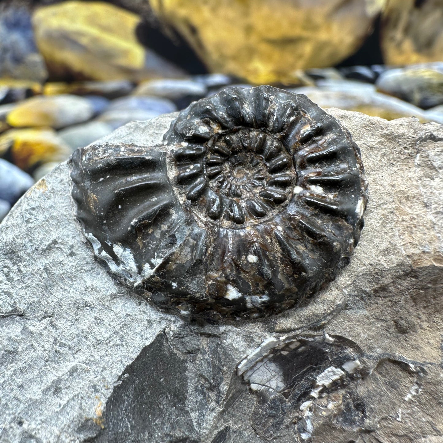 Amaltheus subnodosus ammonite fossil - Whitby, North Yorkshire Jurassic Coast, Yorkshire Fossils