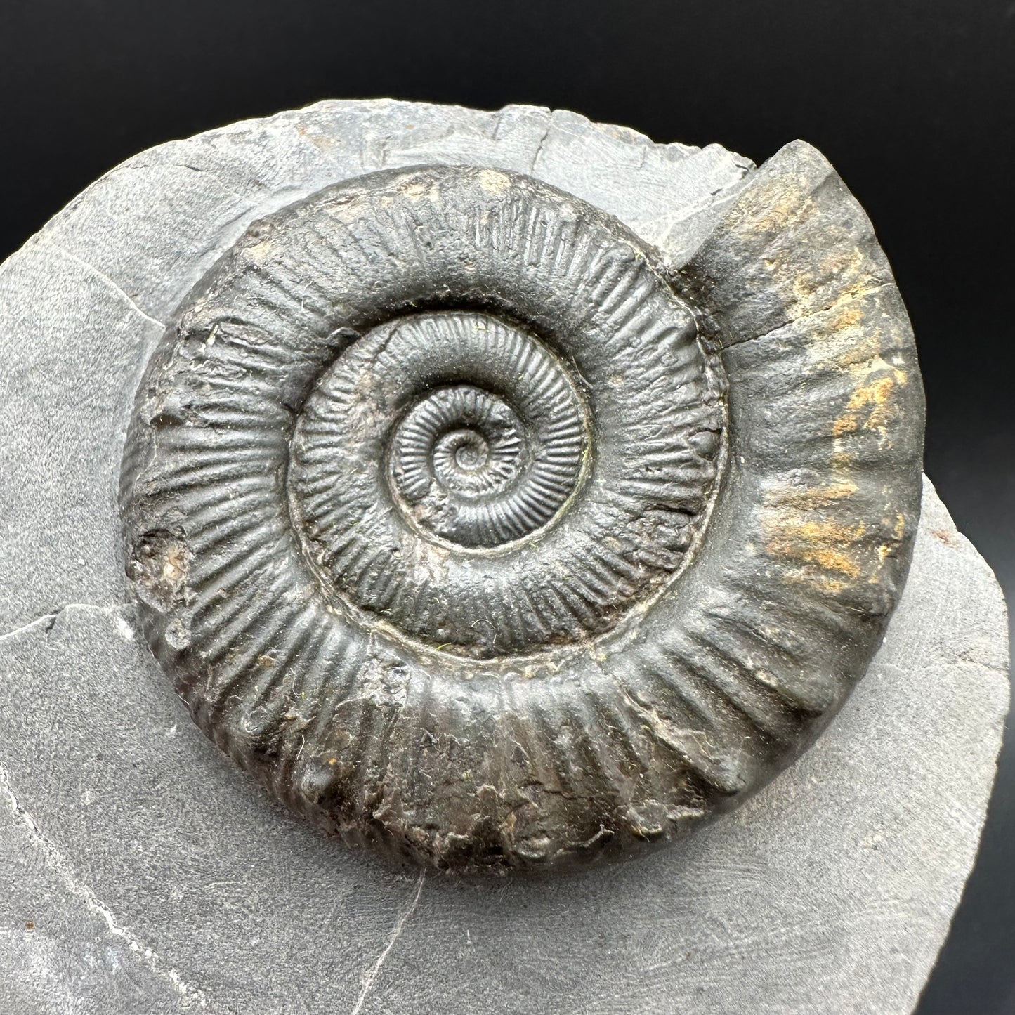 Peronoceras fibulatum Ammonite fossil with box and stand - Whitby, North Yorkshire Jurassic Coast Yorkshire Fossils