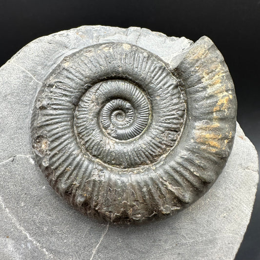 Peronoceras fibulatum Ammonite fossil with box and stand - Whitby, North Yorkshire Jurassic Coast Yorkshire Fossils