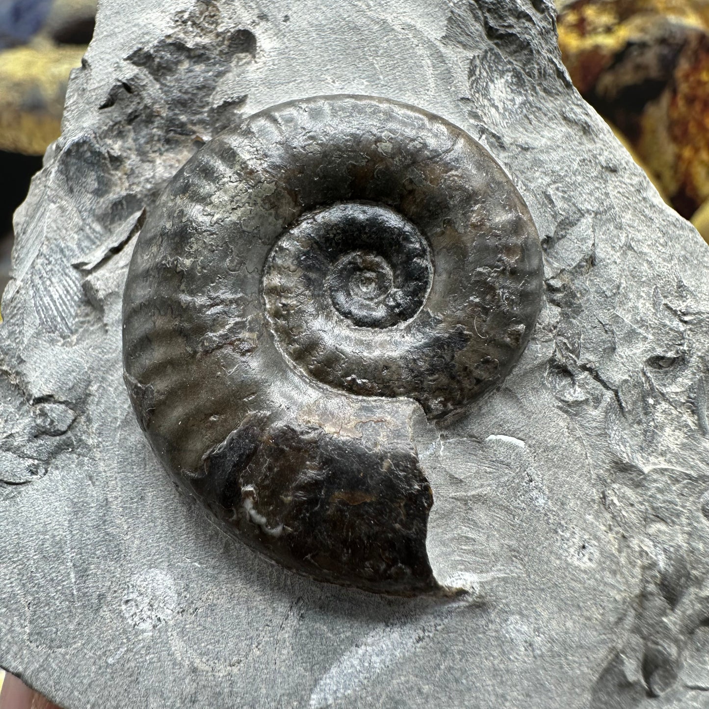 Grammoceras thoaurense ammonite shell fossil - Whitby, North Yorkshire
