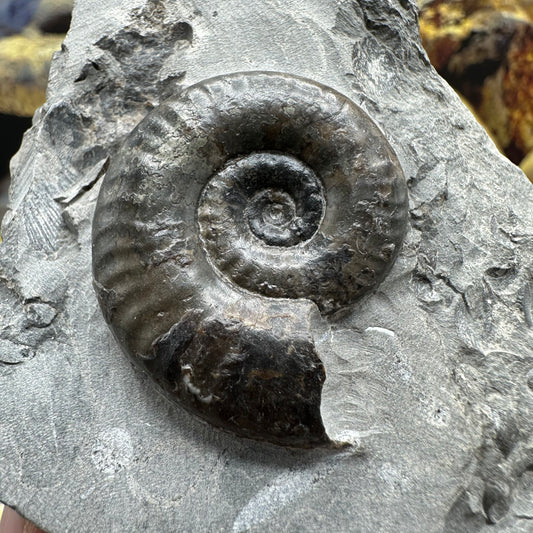 Grammoceras thoaurense ammonite shell fossil - Whitby, North Yorkshire