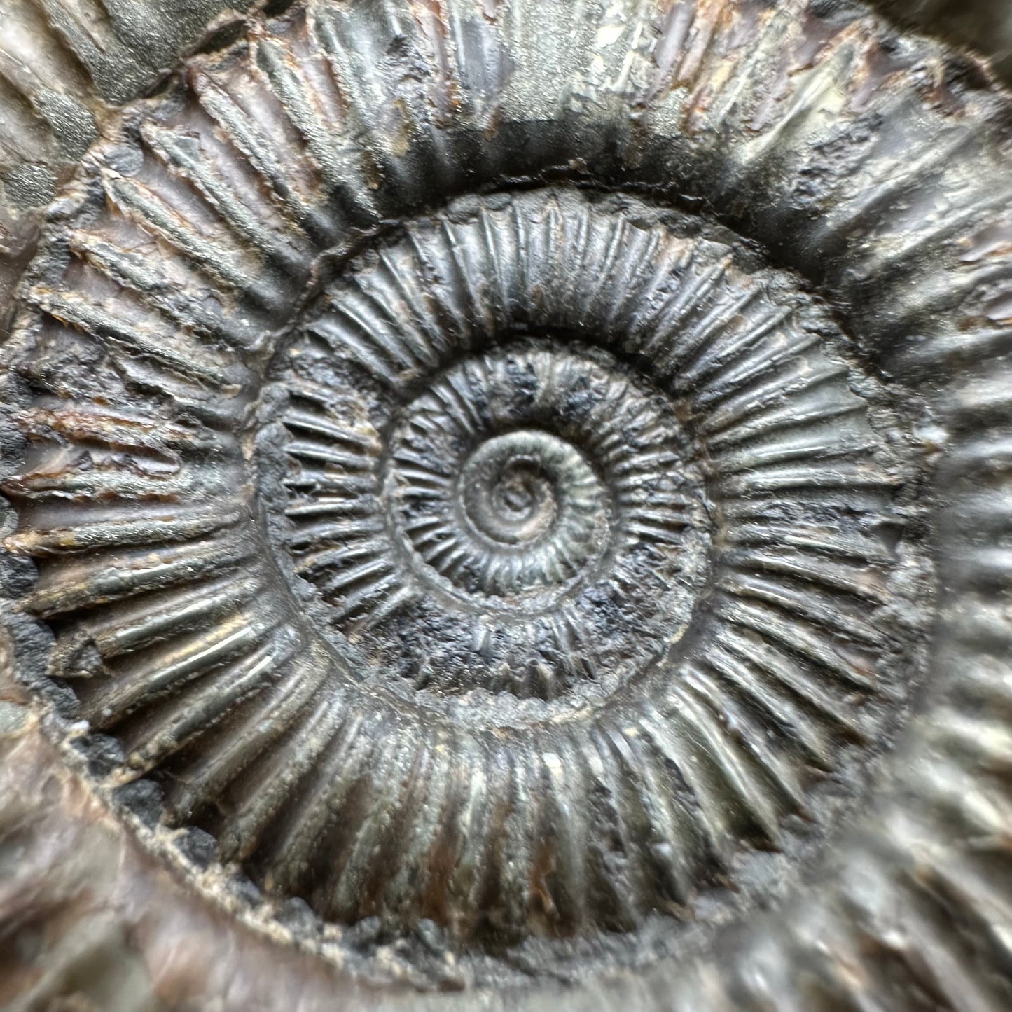 Dactylioceras Ammonite Fossil With Box And Stand - Whitby, North Yorkshire Jurassic Coast Yorkshire Fossils