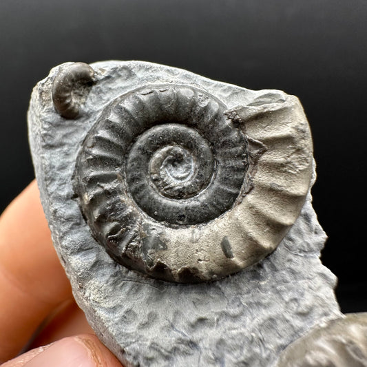 Arnioceras ammonite shell fossil with box and stand - Whitby, North Yorkshire Jurassic Coast Yorkshire Fossils