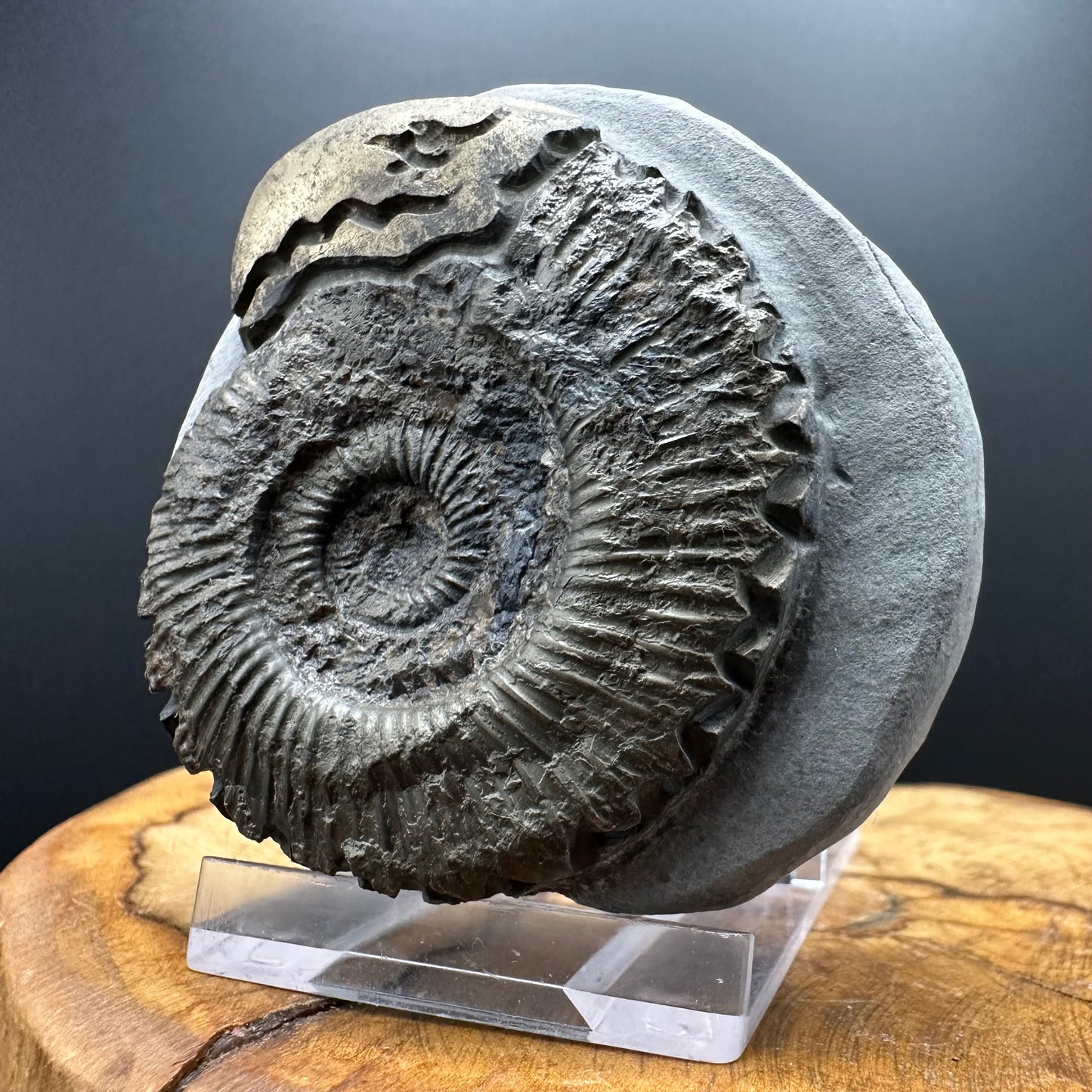 Snakestone Ammonite Fossil With Bag/Box And Stand - Whitby, North Yorkshire Jurassic Coast Yorkshire Fossils