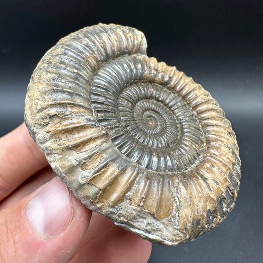 Dactylioceras Ammonite Fossil With box and Stand - Whitby, North Yorkshire Jurassic Coast Yorkshire Fossils