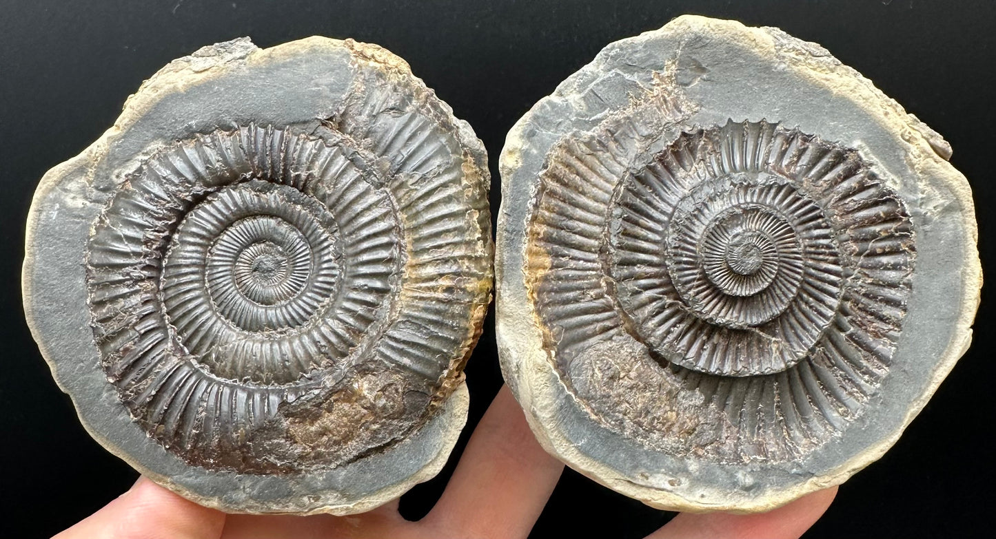 Dactylioceras Ammonite nodule (split pair) Fossil With Box And Stand - Whitby, North Yorkshire Jurassic Coast Yorkshire Fossils