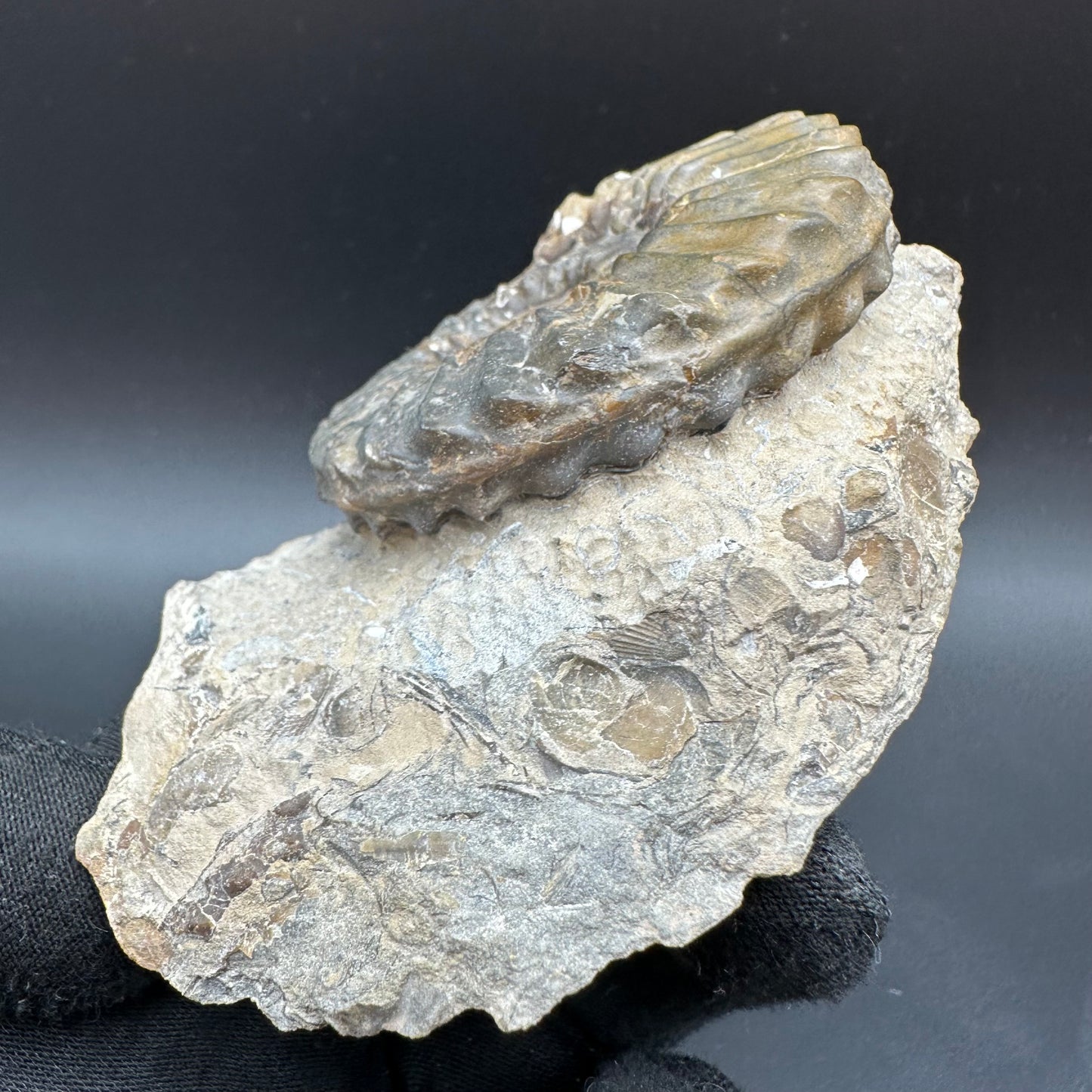 Pleuroceras paucicostatum ammonite fossil with box and stand - Whitby, North Yorkshire Jurassic Coast Yorkshire Fossils