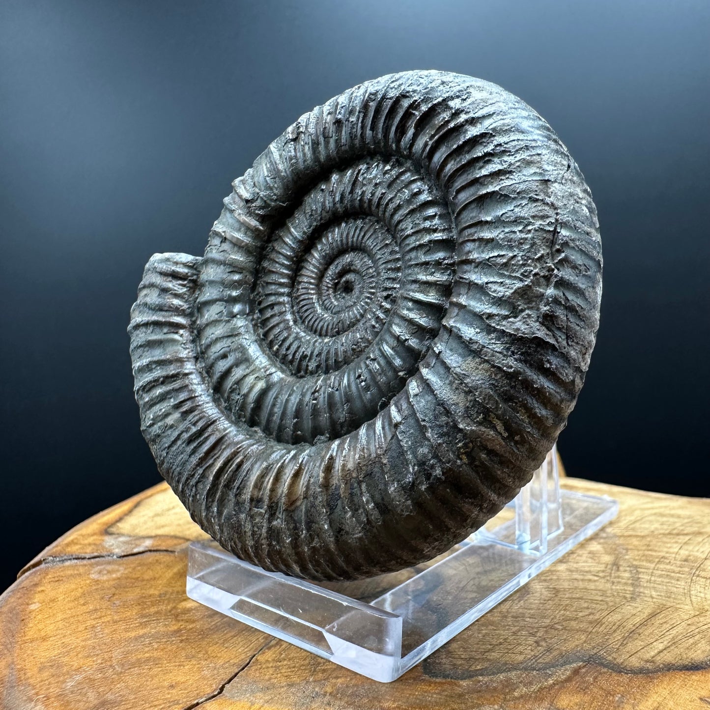 Dactylioceras Ammonite Fossil With box and Stand - Whitby, North Yorkshire Jurassic Coast Yorkshire Fossils