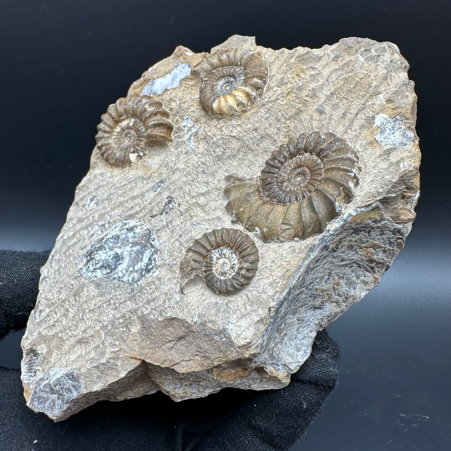 Androgynoceras capricornus Ammonite fossil with stand - Whitby, North Yorkshire Jurassic Coast Yorkshire Fossils