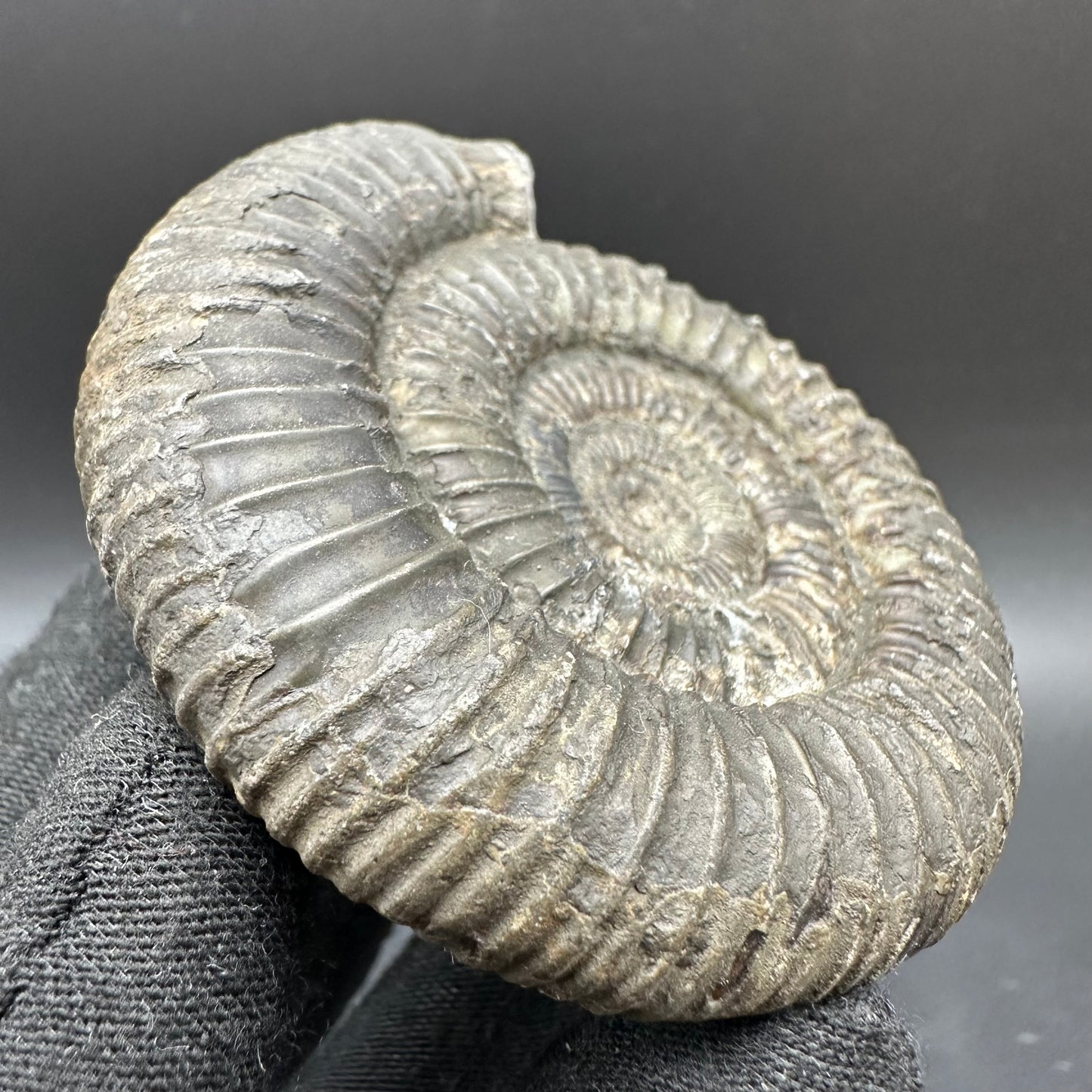 Dactylioceras Ammonite Fossil With Box And Stand - Whitby, North Yorkshire Jurassic Coast Yorkshire Fossils