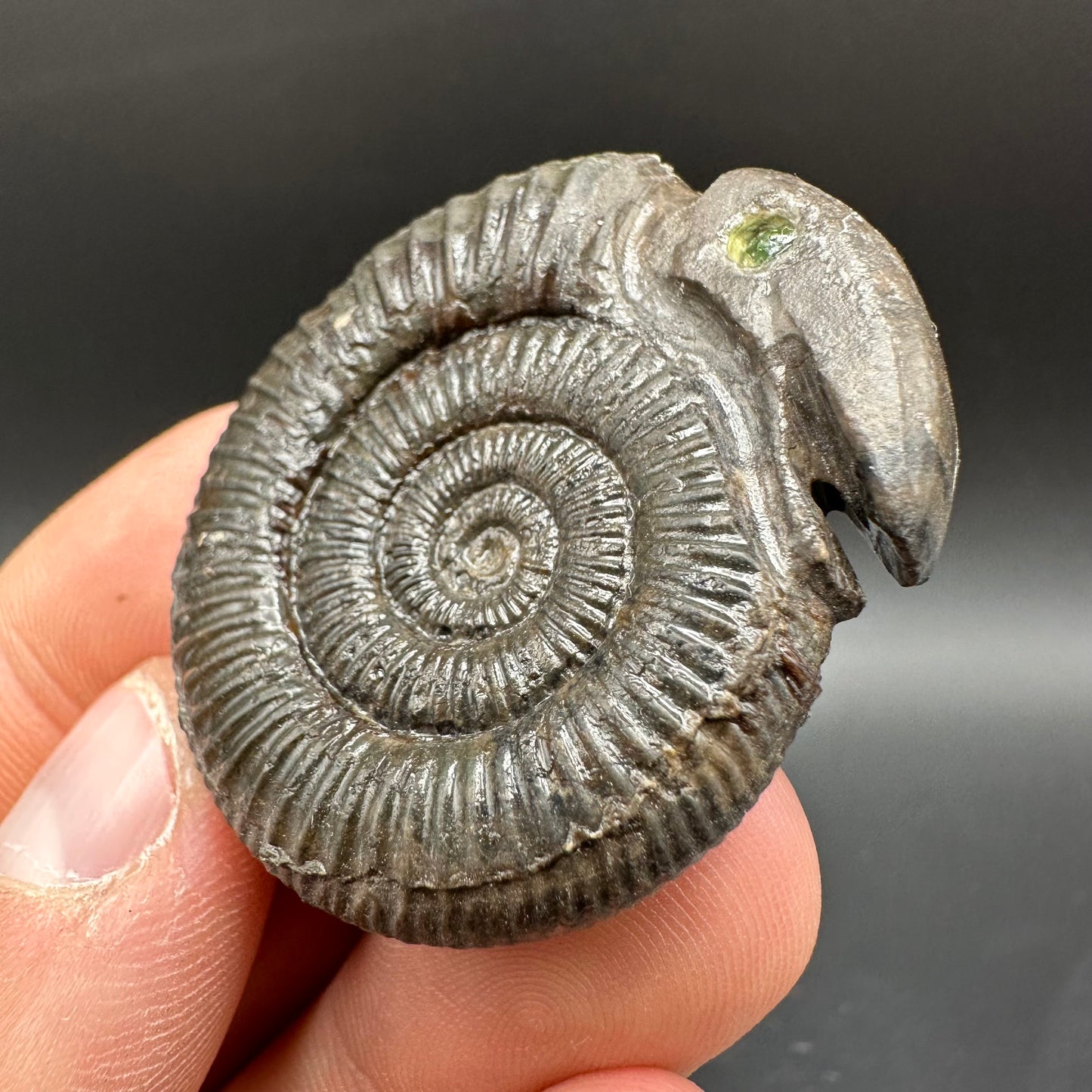 Snakestone Ammonite Fossil With Bag/Box And Stand - Whitby, North Yorkshire Jurassic Coast Yorkshire Fossils