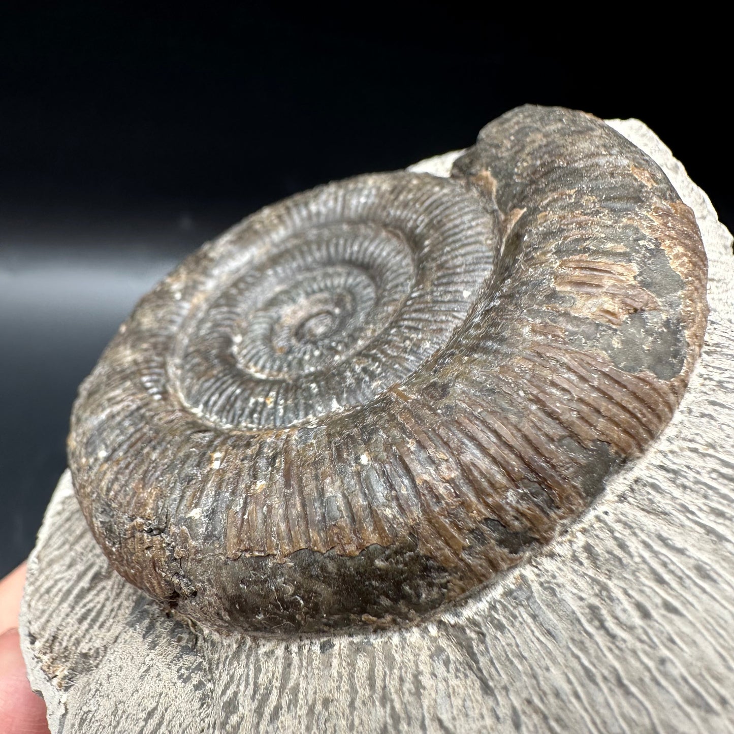 Dactylioceras tenuicostatum Ammonite fossil with box and stand - Whitby, North Yorkshire Jurassic Coast