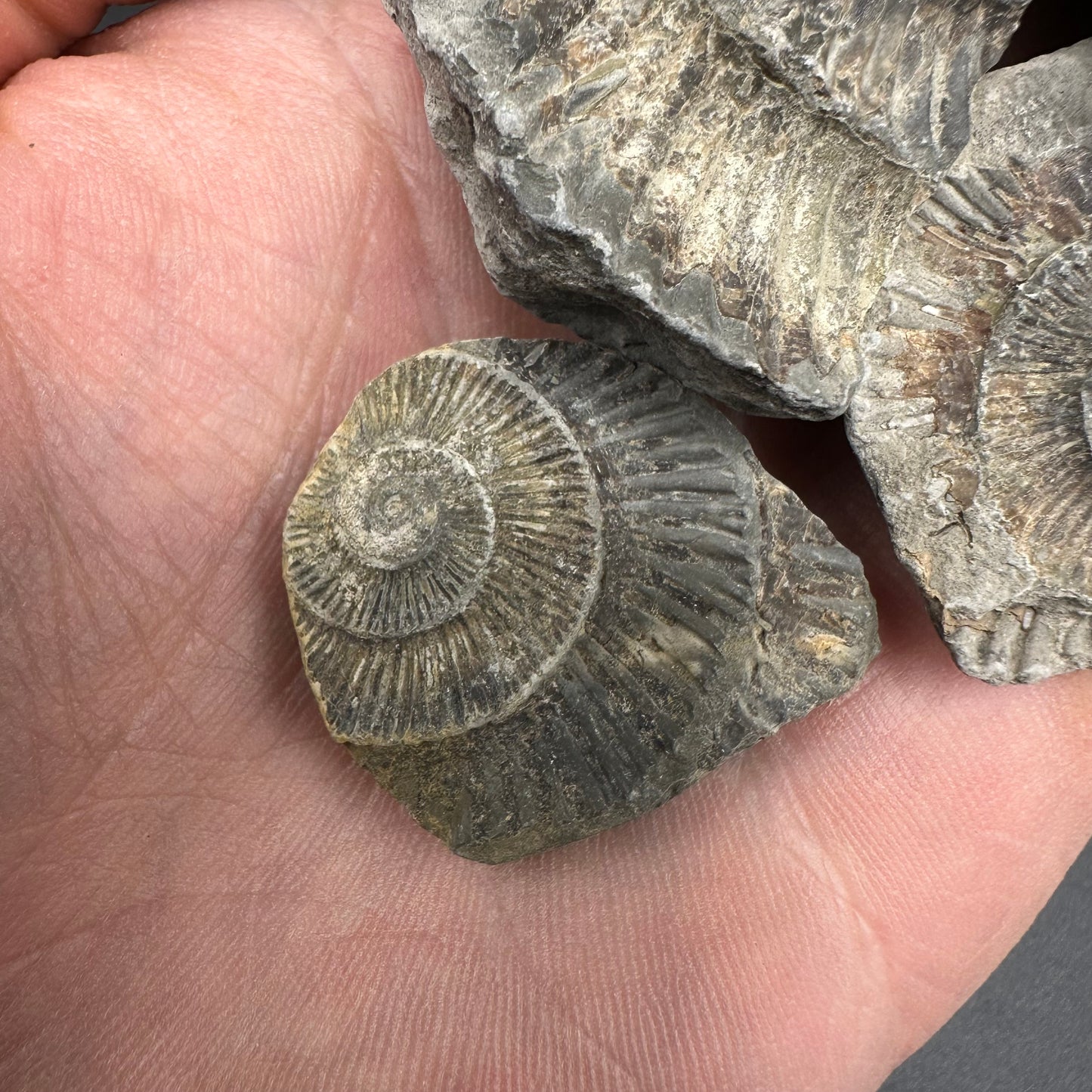 Dactylioceras imprint (negative) bundle ammonite shell fossil with box - Whitby, North Yorkshire, Yorkshire Fossils