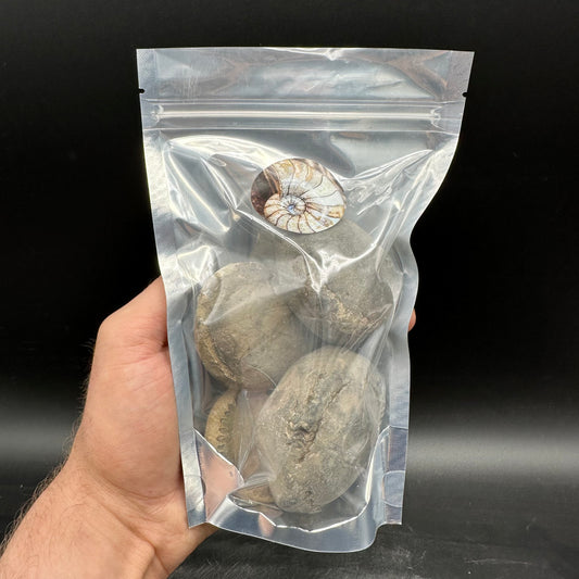 Small Ammonite Nodules x4 Ammonite Fossil (Open Your Own Fossil) - Whitby, North Yorkshire Jurassic Coast, Yorkshire fossils