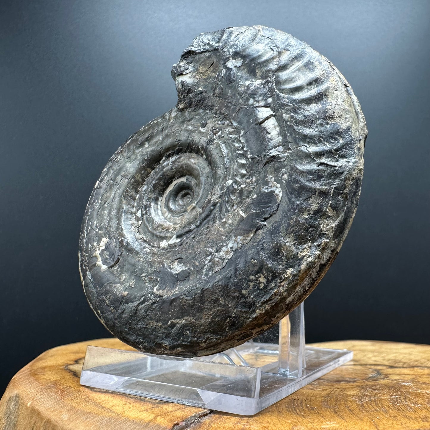 Hildoceras Bifrons Ammonite fossil with box and stand - Whitby, North Yorkshire Jurassic Coast, Yorkshire Fossils from the Jurassic Coast