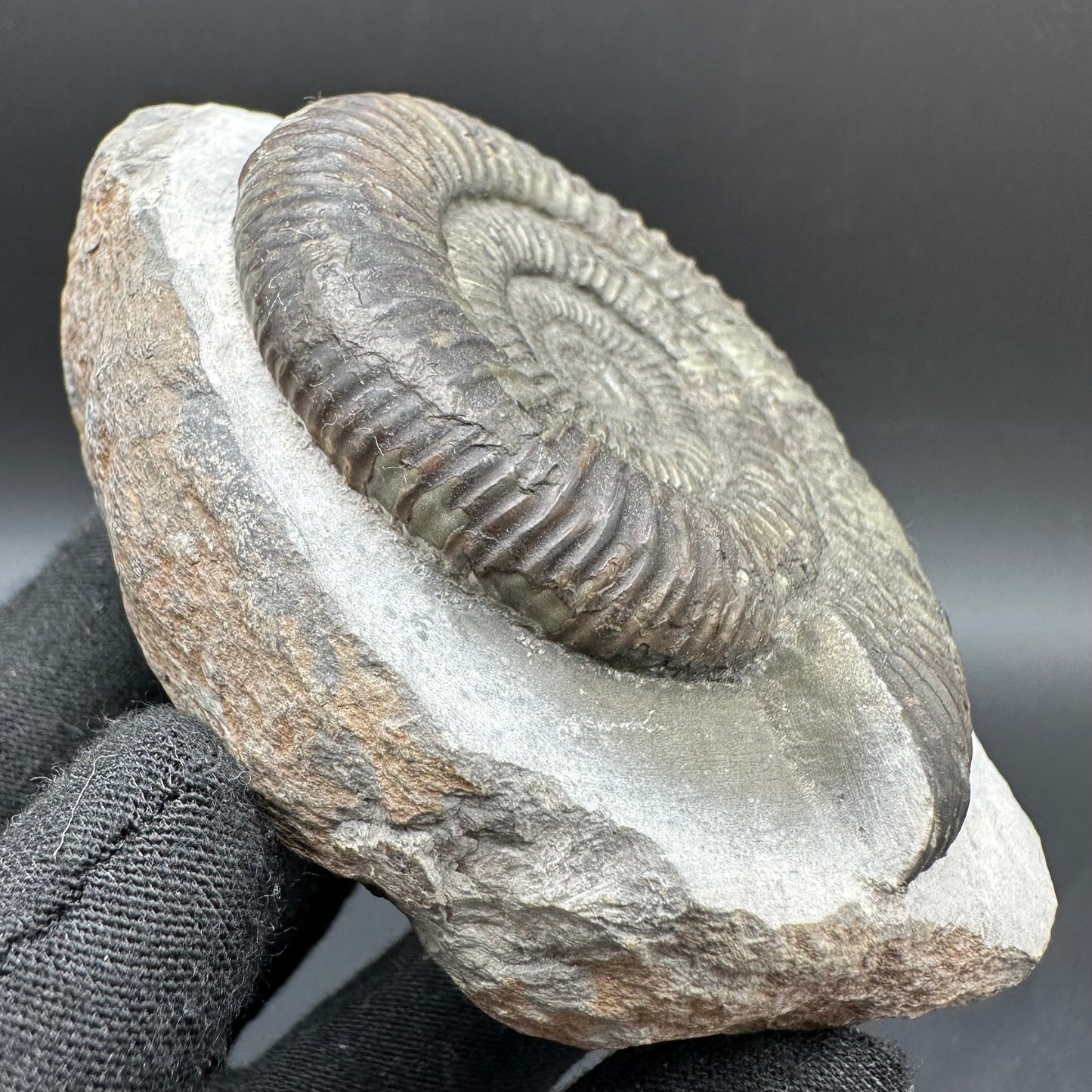 Dactylioceras Ammonite Fossil With Box And Stand - Whitby, North Yorkshire Jurassic Coast Yorkshire Fossils