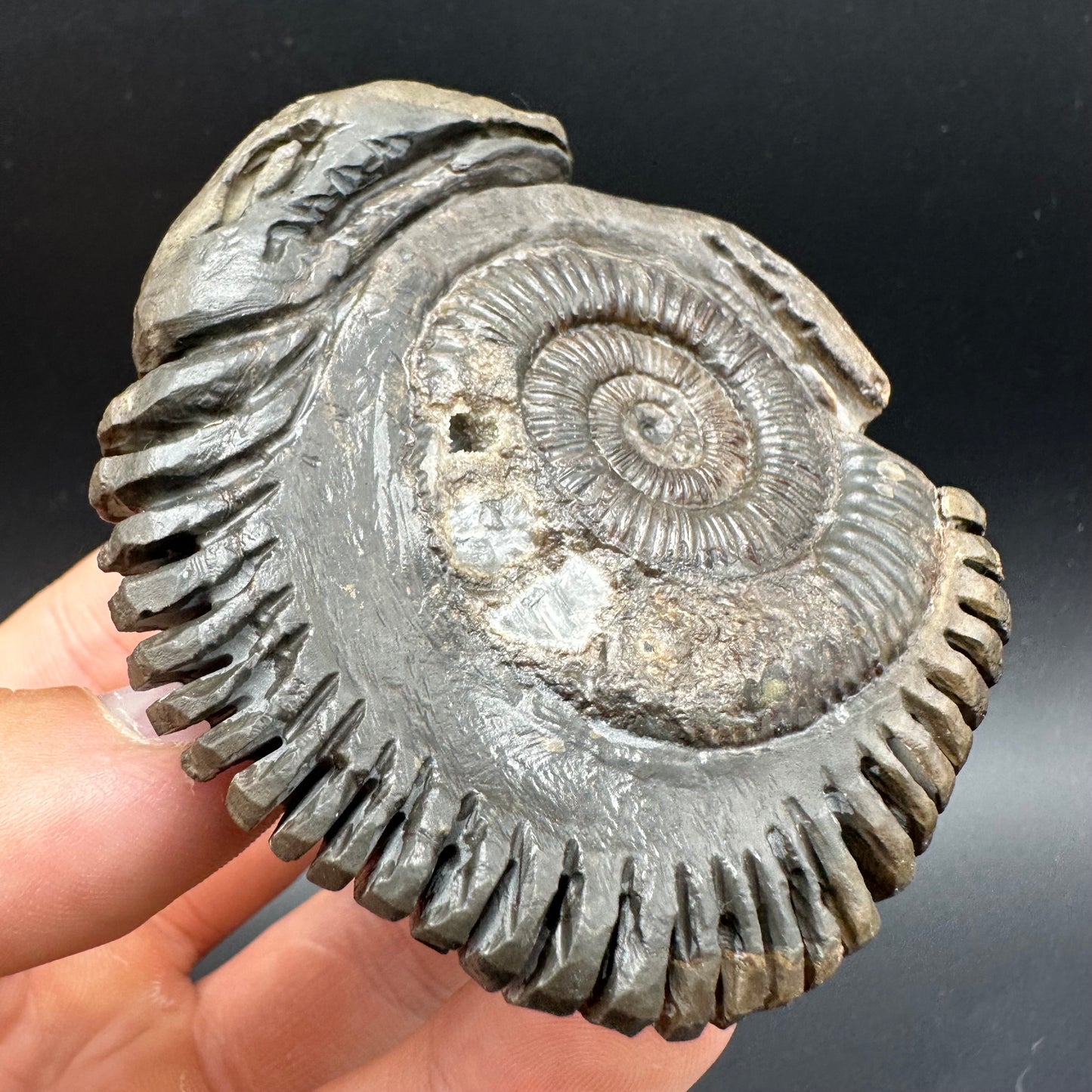 Hydra Snakestone Ammonite Fossil With Bag/Box And Stand - Whitby, North Yorkshire Jurassic Coast Yorkshire Fossils