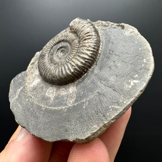 Dactylioceras Ammonite Fossil With box and Stand - Whitby, North Yorkshire Jurassic Coast Yorkshire Fossils