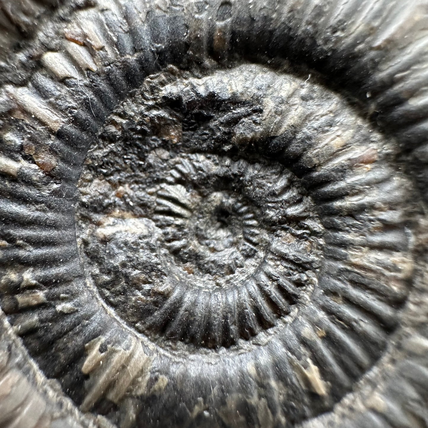 Dactylioceras semicelatum Ammonite fossil with box and stand - Whitby, North Yorkshire Jurassic Coast Yorkshire Fossils