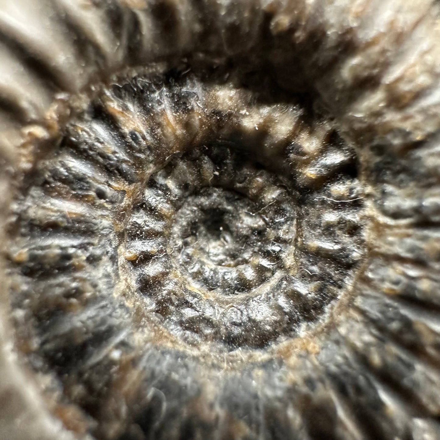Gracile Multi-block Ammonite Fossil With Box And Stand - Whitby, North Yorkshire Jurassic Coast Yorkshire Fossils